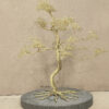 L'arbre d'or